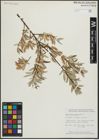 Foto von Salix arbusculoides Andersson